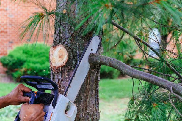 Best Emergency Tree Removal  in USA